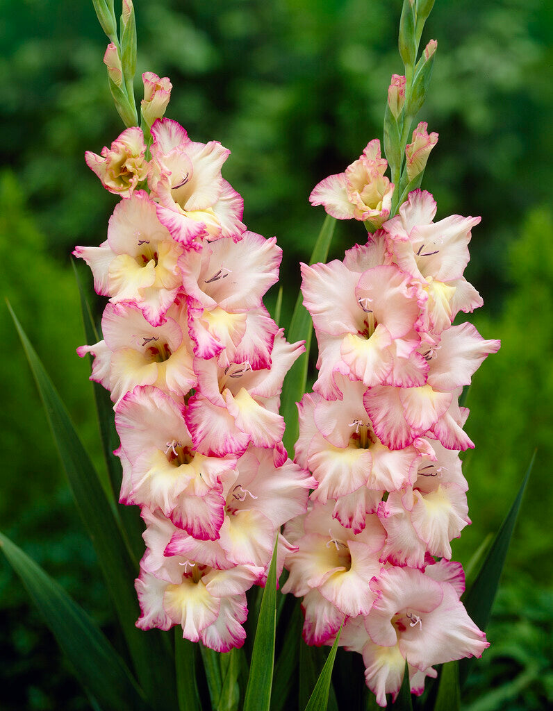 Gladiolus Priscilla 10-pakning